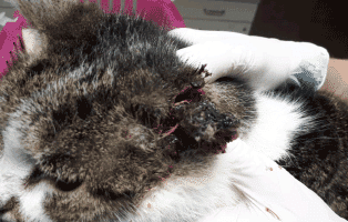 fundkatze-ohr-abgerissen-blutig Katze mit abgerissenem Ohr braucht Ihre Hilfe