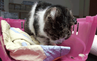 fundkatze-ohr-abgerissen-korb Katze mit abgerissenem Ohr braucht Ihre Hilfe