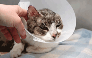 fundkatze-ohr-abgerissen-trudi-streicheln-300x191 Katze mit abgerissenem Ohr braucht Ihre Hilfe
