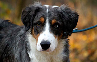 gluecklich-vermittelt-benito Glücklich vermittelt - Tiere haben ein Zuhause