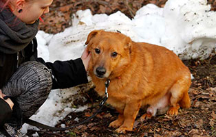 gluecklich-vermittelt-bodo Glücklich vermittelt - Tiere haben ein Zuhause