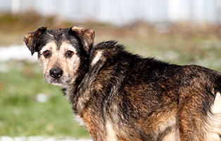 gluecklich-vermittelt-grey Glücklich vermittelt - Tiere haben ein Zuhause