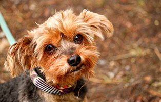 gluecklich-vermittelt-lux Glücklich vermittelt - Tiere haben ein Zuhause