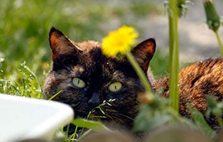 gluecklich-vermittelt-reni Glücklich vermittelt - Tiere haben ein Zuhause