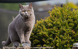 katzen-ratgeber-britisch-kurzhaar Clickertraining mit Katzen