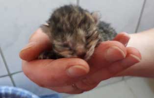 katzenbaby-03-weiblich-start-ins-leben-patenschaft-dorf 10 Kitten aus dem Tierheim Bückeburg suchen Start-ins-Leben Paten