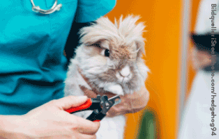 ratgeber-kleintiere-kaninchen-pflege Kleintierratgeber