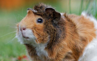 Artgerecht-Meerschwein-BEITRAG-314x200px Wenn die Katze markiert