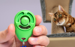 Clickertraining-BEITRAG-314x200px Allergien bei Katzen