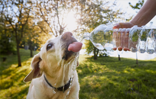 Frisches-Wasser-BEITRAG-314x200px Kaninchen & Meerschweinchen – Haustiere für Kinder?