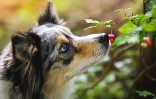 Giftige-Pflanzen-BEITRAG-314x200px Ein Tierheimhund zieht ein