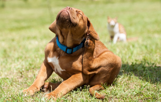 Hunde-Katzenfloehe-BEITRAG-314x200px Fisch für Katzen