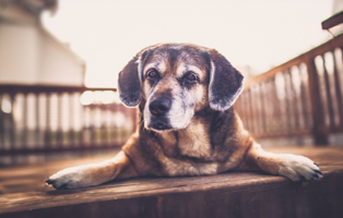 Hundesenioren-BEITRAG-314x200px Ein Tierheimhund zieht ein