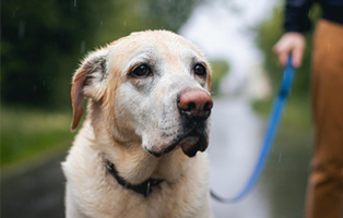 Hundewetter-BEITRAG-314x200px Ein Tierheimhund zieht ein