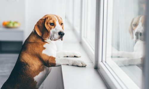 hund mit brustgeschirr rennt übers feld