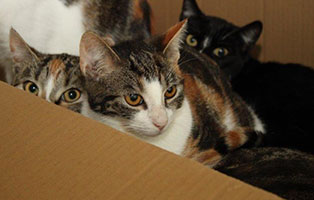 animal-hording-beschlagnahmungen-katzen-karton1 Animal Hoarding