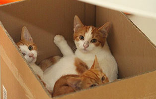 animal-hording-beschlagnahmungen-katzen-karton2 Animal Hoarding