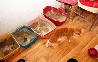 animal-hording-beschlagnahmungen-katzenklos Animal Hoarding