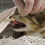 animal-hording-beschlagnahmungen-zaehne-untersuchen-150x150 Animal Hoarding