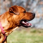 boxer-mix-tyson-patentier-tierschutzliga-dorf-profil-1-150x150 Bildversteigerung zu Gunsten von Patenhund Tyson