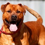 boxer-mix-tyson-patentier-tierschutzliga-dorf-schaut-150x150 Bildversteigerung zu Gunsten von Patenhund Tyson