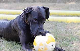 gluecklich-vermittelt-destiny Glücklich vermittelt - Tiere haben ein Zuhause