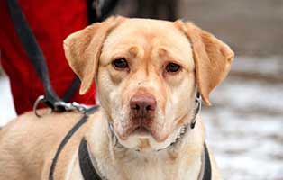 gluecklich-vermittelt-luna Glücklich vermittelt - Tiere haben ein Zuhause