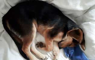 hund-rocky-gluecklich-vermittelt-schlaeft Rocky geht jeden Sonntag zum Hundeplatz