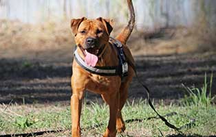hund-tyson-patentier02 Patenhund Tyson