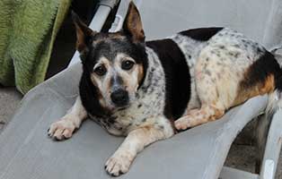 hunderentner-muenchen-jacomo Patentiere - Katzenstation München