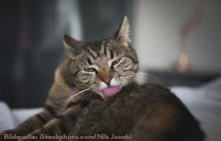 katzen-ratgeber-haarballen Clickertraining mit Katzen