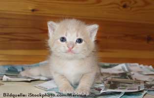 katzen-ratgeber-kosten Clickertraining mit Katzen