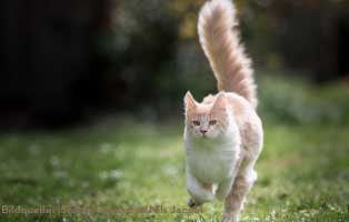 katzen-ratgeber-schwanz Clickertraining mit Katzen