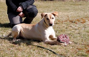 labrador-ridgeback-mix-lotti-patentier-tierschutzliga-dorf-300x191 Bildversteigerung zu Gunsten von Patenhund Lotti