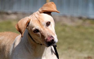 labrador-ridgeback-mix-lotti-patentier-tierschutzliga-dorf-schaut-300x191 Bildversteigerung zu Gunsten von Patenhund Lotti