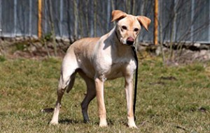 labrador-ridgeback-mix-lotti-patentier-tierschutzliga-dorf-wiese-300x191 Bildversteigerung zu Gunsten von Patenhund Lotti