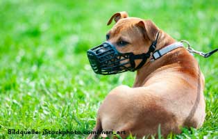 ratgeber-hunde-maulkorb Katzensichere Wohnung