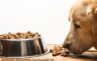 ratgeber-hunde-richtig-fuettern Hundeernährung - Wie füttere ich meinen Hund richtig?