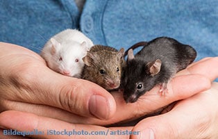 ratgeber-kleintiere-maeuse-tuev Der Gesundheitscheck für Mäuse