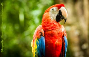 ratgeber-kleintiere-papagei-ara Vögel richtig vergesellschaften