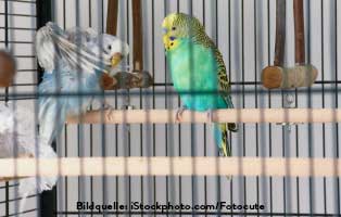 ratgeber-kleintiere-sittiche-käfig Vögel richtig vergesellschaften