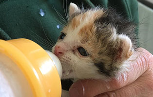 Katzenbaby-bk97-19-start-ins-leben-bueckeburg 10 Kitten aus dem Tierheim Bückeburg suchen Start-ins-Leben Paten