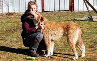 herdenschutzhund-yakari-sh063-operation-betreuerin Pyrenäenberghund-Owtscharka-Mischling Yakari hat Schmerzen