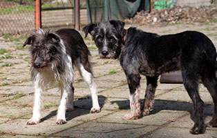 hund-gwenny-paulchen-gluecklich-vermittelt Zuhause gefunden - Tierschutzliga Dorf