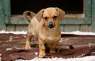 hund-krümel-gluecklich-vermittelt Hundekind Krümel
