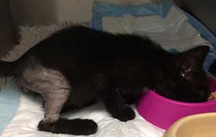 kater-simba-beinbruch-frisst Verletztes Fundkaterchen Simba braucht Hilfe