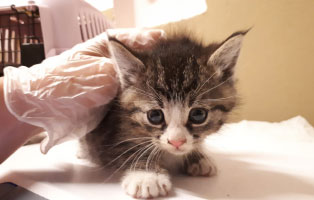 katzenbaby-SK315-19-männlich-start-ins-leben Weihnachtspate werden und unseren Tierheimen helfen