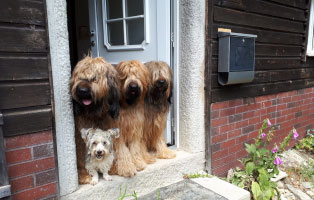 breitenberg-4hunde-tuer Breitenberg beginnt zu leben