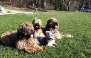 breitenberg 4hunde wiese