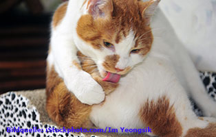 katzen-ratgeber-sauberkeit Clickertraining mit Katzen